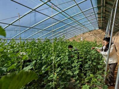 華池農業 技術人員為設施蔬菜生產“開良方”，科技助力綠色高效發展